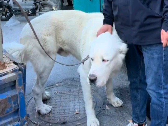 Do you dare to pet this giant dog?