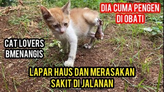 ANAK KUCING MENANGIS SAMPAI SERAK KETABRAK BIKIN SEDIH CAT LOVERS SEINDONESIA..!