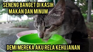 Menyedihkan Kucing Liar Ini Kehujanan Neduh Dan Halte Sambil Menahan Lapar.!