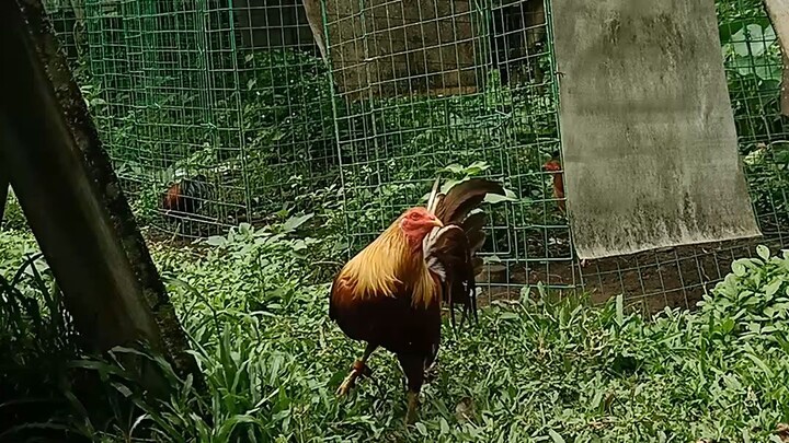 Sarap talagapag may alaga ka