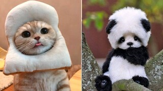 Cute Pets Will Keep You Smiling All Day 🧡 | Pet Squad