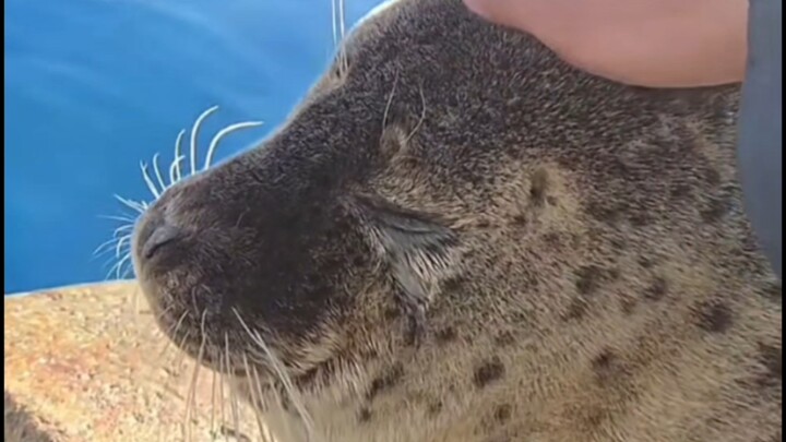 Do seals find human hands comfortable?