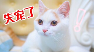 Apa yang akan dilakukan kucing jika si pemilik tiba-tiba berhenti memperhatikannya? Kucing: Aku suda