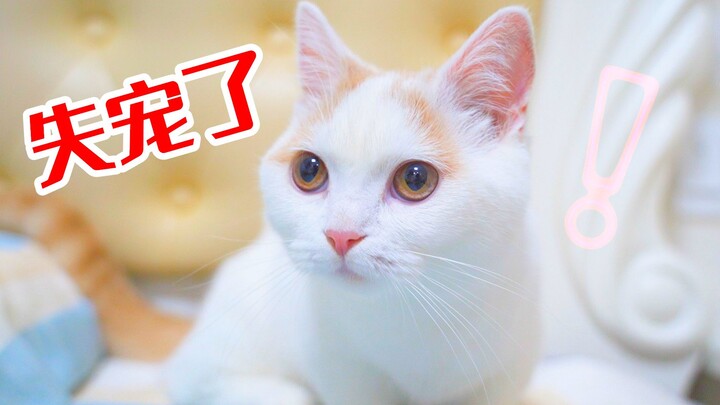 Khi người nuôi đột nhiên không quan tâm đến mèo nữa, mèo sẽ phản ứng thế nào? Mèo: Mình bị thất sủng