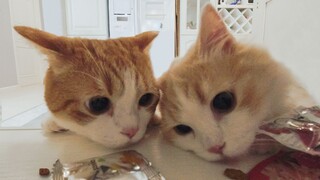 [Huahua and the Three Cats] Owner forgets to lock the snack cabinet, cat: Here's my chance...