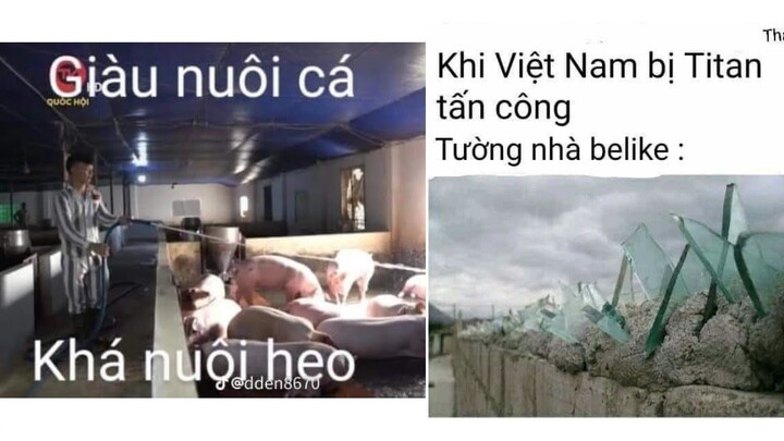 Ảnh chế p244 || giàu nuôi cá khá nuôi heo || ĐLT ảnh chế