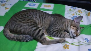 kucing bobo