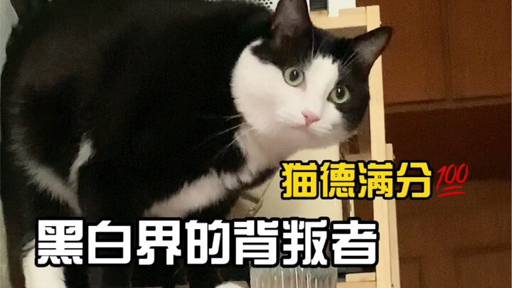 You’re really polite! Dairy cats aren’t just crazy—they can be pretty polite sometimes, which shows 