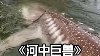 Ikan-ikan ini tampak menakutkan saat mereka tumbuh dewasa.