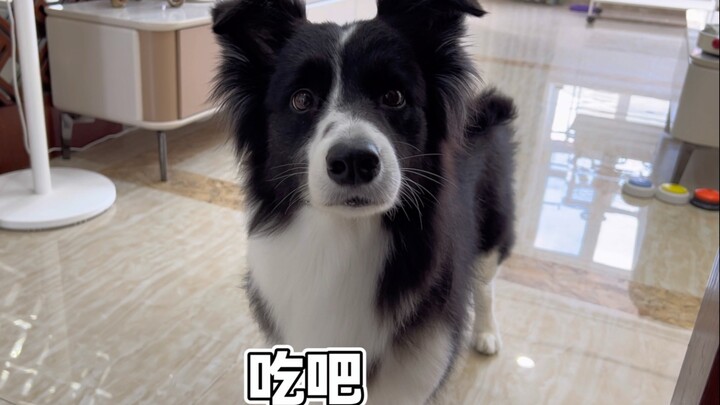 Squat down and put the dog bowl on its head and say eat, and see how it reacts.