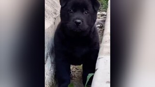 Làm cách nào để mặt em nó sáng sủa tí hông nhỉ🐕🐕🐕😂 xuhuong thucung yeuchomeo yeuchoco foryou cauvang312 xuhuongtiktok
