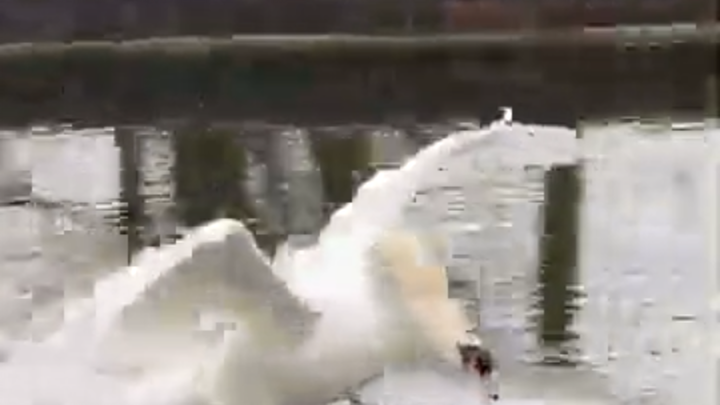 หงส์: ฉันจะใช้เครื่องยนต์ของฉันแสดงท่าเบรกกะทันหันให้ทุกคนดู!