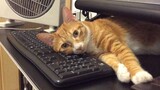 Cats always stay near the laptop