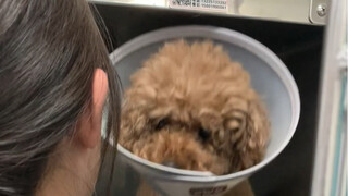 A Douyin fan came to me to have surgery performed on his dog. Thank you for trusting us!