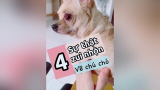 4 sự thật vui nhộn về chú chó! Tui đọc tài liệu ngta nói vậy nhaaaa!!! Zui phải biết! 🤣🤣pet thucung thucungdethuong nuoidaythucung kcbweb chó chó_cưng