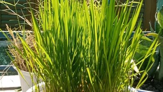 Beautiful Grass 🌾 kind of Plant for Garden & Home Decoration | Unique Plant Ideas for Your Garden