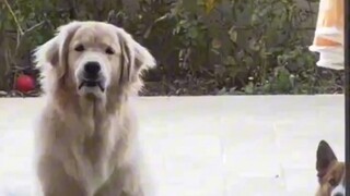 Anjing Penenang: Jangan kuat-kuatan di sana