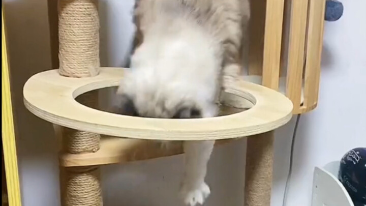 القط: أأنت فاضي جدًا؟