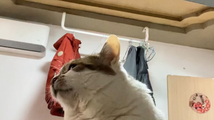 เห็นของกินทีไร ตาสองข้างก็เป็นประกายเลย ตอนนี้ผอมจนมีคอแล้ว ดีจังเลย