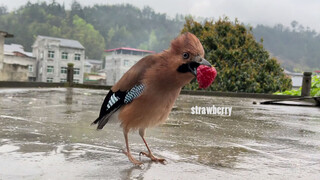 นกตากฝนคาบสตรอว์เบอร์รีมาให้เจ้าของ ซึ้งมาก