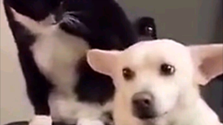 Cat: After thinking it over, I’ve decided — this dog head has to get beat today!