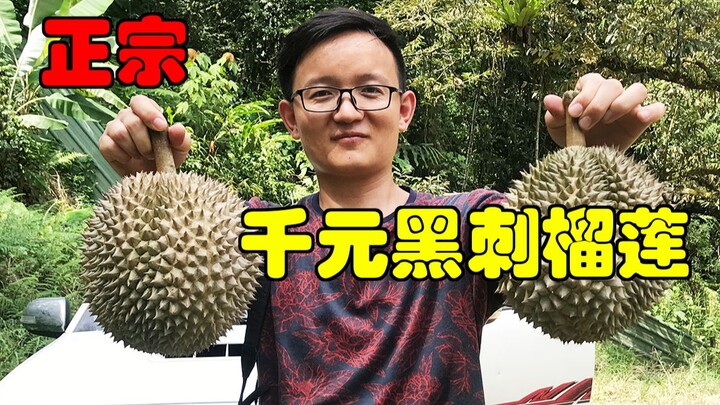 [Petualang Buah Hunter x Hunter] Seperti apa bentuk durian duri hitam yang harganya lebih dari 1.000