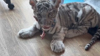 只要五块！孩子开心