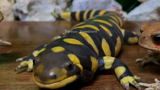 Salamander, vertebrata dengan regenerasi terhebat