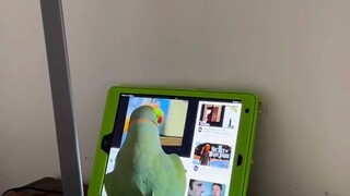 My parrot is in a crazy online relationship.