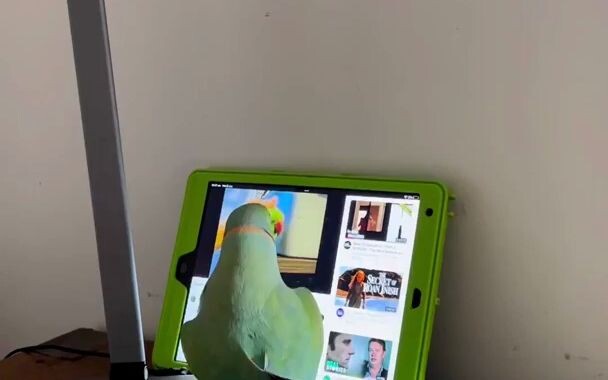 My parrot is in a crazy online relationship.