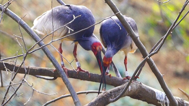 #Wilderness #Uncensored #PureLove #Pregnancy #Non-Human #WhiteHairRedEyes