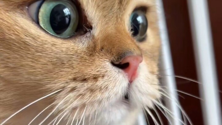 The original “grumbling cat” — what on earth is it scolding?