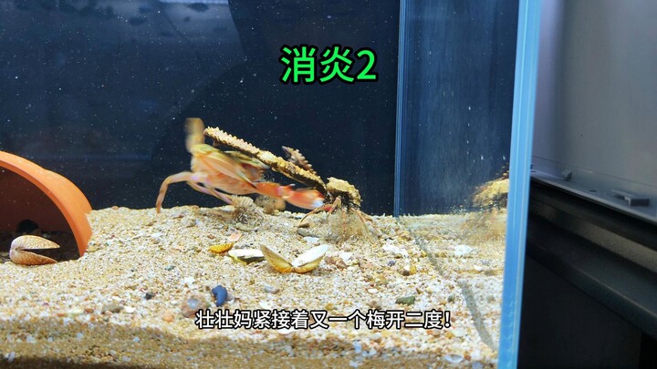 消炎在失去五阶未婚妻的庇护后，消炎竟然被达成了重伤，这一次他能否化险为夷呢？