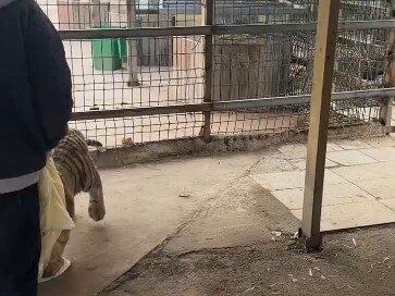 Mengganti kandang untuk Xiaoman!