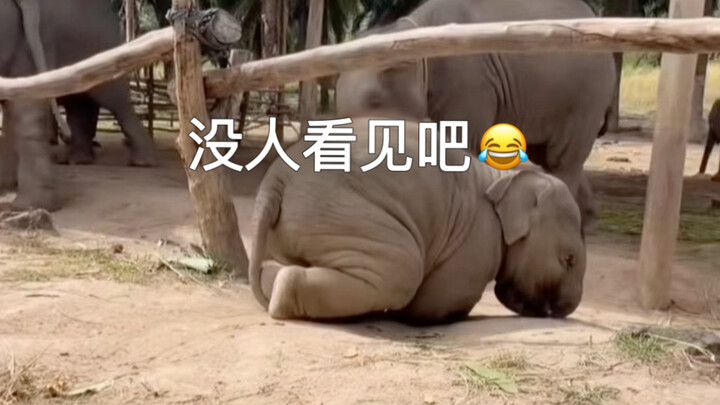 ลูกช้างแอบคืบคลานออกมาขโมยกล้วยกิน 😂😂😂