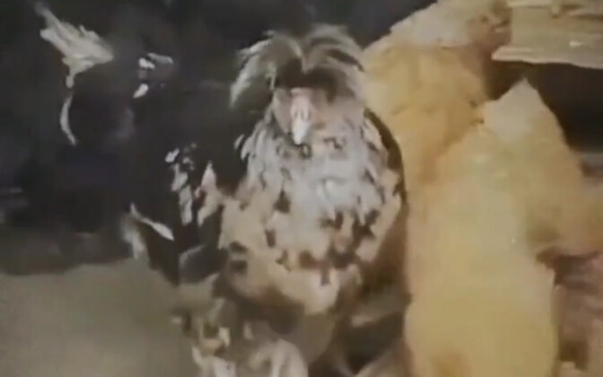 Looks familiar—seems like just one because