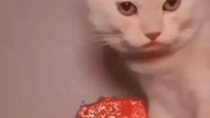 Meme về những chú mèo giúp phòng ngừa hiệu quả bệnh mất trí nhớ ở người cao tuổi