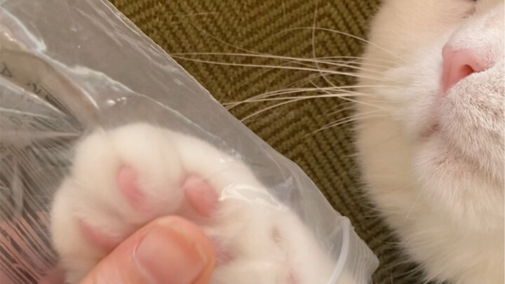 猫爪捏真的好解压啊