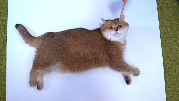 Paint the cat's eyes!