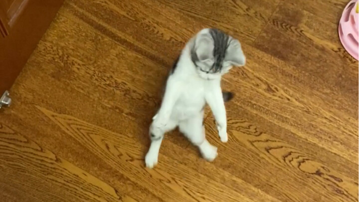 有的小奶猫扑着扑着就长大了，还学会了蹦迪！
