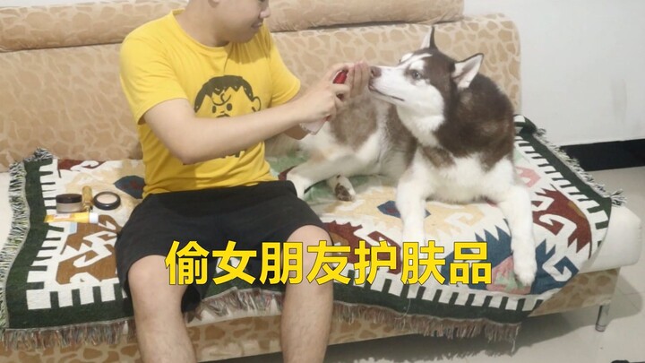 Mencuri produk perawatan kulit pacar untuk diberikan kepada anjing Husky, apa yang akan terjadi jika