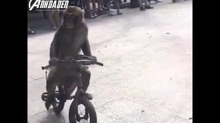 Cái Kết Cho Mấy Đứa Mê Gái