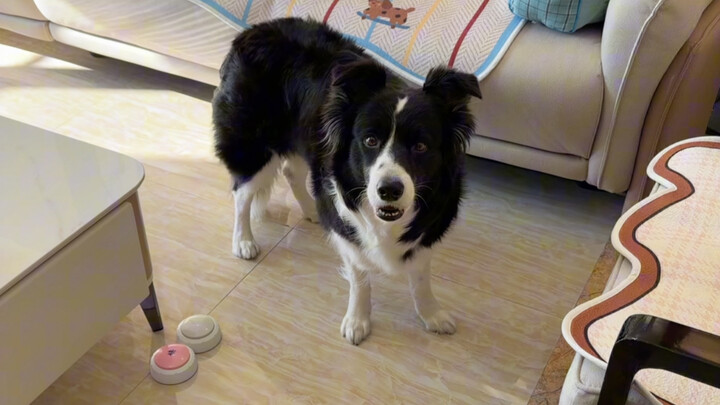 Puppy: Your question shocked me.