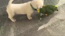 Cute Puppy Meet The Amazon Parrot