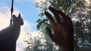 Watch full Flow - Official Trailer movie for free:Link in description