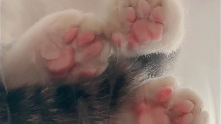 Sự khác biệt giữa tắm cho mèo nhạt và tắm cho mèo đậm