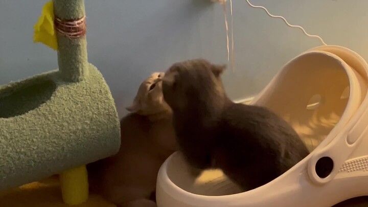 Sedikit susah beradaptasi setelah teman kucing kecil itu tiba-tiba pergi setelah tinggal beberapa ha