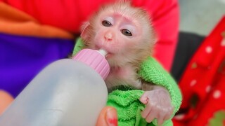 Time To Get Milk !! Tiny adorable Luca is so happy drinking a lot of milk, Luca is so healthy