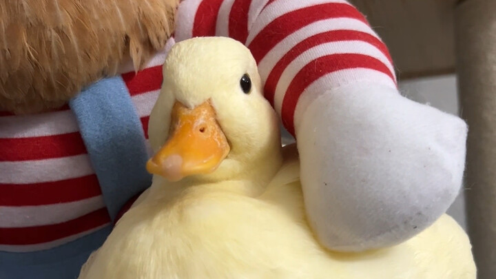 Sheng Nan: Who took my battery out?