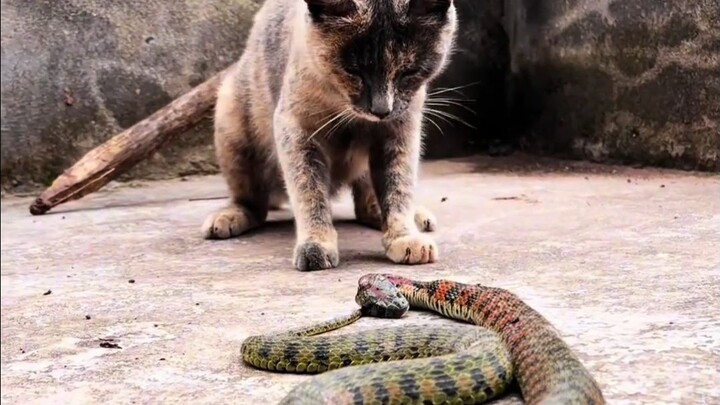 I’ve never seen such a fierce cat before!